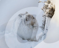 FEATURE - Süsse Schneehasen von Schottland