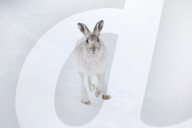 FEATURE - Süsse Schneehasen von Schottland