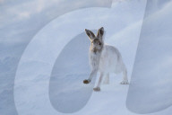 FEATURE - Süsse Schneehasen von Schottland