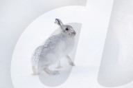 FEATURE - Süsse Schneehasen von Schottland