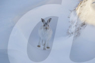FEATURE - Süsse Schneehasen von Schottland