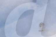 FEATURE - Süsse Schneehasen von Schottland