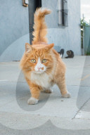 FEATURE - Heimatlos: Die Strassen-Katzen von Kalifornien