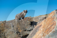 FEATURE - Heimatlos: Die Strassen-Katzen von Kalifornien