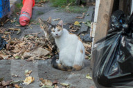 FEATURE - Heimatlos: Die Strassen-Katzen von Kalifornien