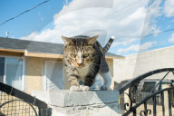 FEATURE - Heimatlos: Die Strassen-Katzen von Kalifornien