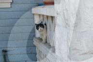 FEATURE - Heimatlos: Die Strassen-Katzen von Kalifornien