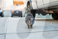 FEATURE - Heimatlos: Die Strassen-Katzen von Kalifornien