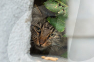 FEATURE - Heimatlos: Die Strassen-Katzen von Kalifornien