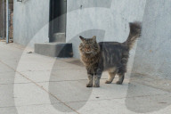 FEATURE - Heimatlos: Die Strassen-Katzen von Kalifornien
