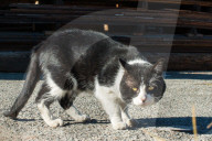 FEATURE - Heimatlos: Die Strassen-Katzen von Kalifornien