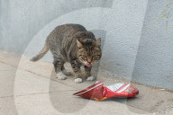 FEATURE - Heimatlos: Die Strassen-Katzen von Kalifornien