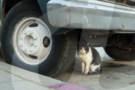 FEATURE - Heimatlos: Die Strassen-Katzen von Kalifornien