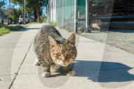 FEATURE - Heimatlos: Die Strassen-Katzen von Kalifornien