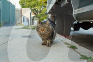 FEATURE - Heimatlos: Die Strassen-Katzen von Kalifornien