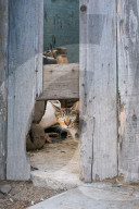 FEATURE - Heimatlos: Die Strassen-Katzen von Kalifornien