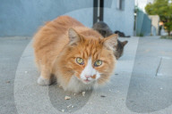 FEATURE - Heimatlos: Die Strassen-Katzen von Kalifornien