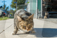 FEATURE - Heimatlos: Die Strassen-Katzen von Kalifornien