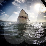 FEATURE - Fast wie 'der weisse Hai'