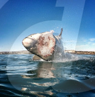 FEATURE - Fast wie 'der weisse Hai'