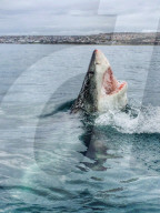 FEATURE - Fast wie 'der weisse Hai'