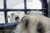 FEATURE - Tierselfie: Ein Eisbär schnappt nach der Kamera