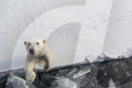 FEATURE - Tierselfie: Ein Eisbär schnappt nach der Kamera