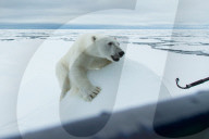 FEATURE - Tierselfie: Ein Eisbär schnappt nach der Kamera