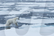 FEATURE - Tierselfie: Ein Eisbär schnappt nach der Kamera