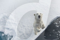 FEATURE - Tierselfie: Ein Eisbär schnappt nach der Kamera