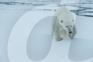 FEATURE - Tierselfie: Ein Eisbär schnappt nach der Kamera