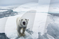 FEATURE - Tierselfie: Ein Eisbär schnappt nach der Kamera