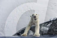 FEATURE - Tierselfie: Ein Eisbär schnappt nach der Kamera