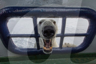 FEATURE - Tierselfie: Ein Eisbär schnappt nach der Kamera
