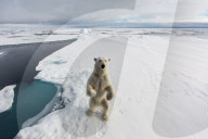 FEATURE - Tierselfie: Ein Eisbär schnappt nach der Kamera