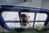 FEATURE - Tierselfie: Ein Eisbär schnappt nach der Kamera