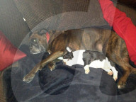 FEATURE - Bentley der Leiterli-Hund