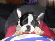 FEATURE - Bentley der Leiterli-Hund