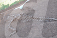 FEATURE - China: Dinosaurier Fund in Lufeng