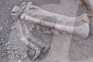 FEATURE - China: Dinosaurier Fund in Lufeng