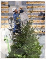 FEATURE - Salisbury: 10 Meter grosser Weihnachtsbaum in der Kathedrale