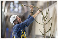 FEATURE - Salisbury: 10 Meter grosser Weihnachtsbaum in der Kathedrale