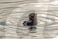 FEATURE - Wilde Tiere in Singapur