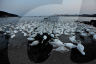 FEATURE - Schwäne entfliehen dem Winter