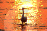 FEATURE - Schwäne entfliehen dem Winter