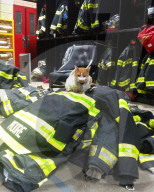 FEATURE - Carlow die Feuerwehrkatze 