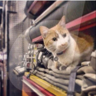 FEATURE - Carlow die Feuerwehrkatze 
