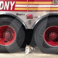 FEATURE - Carlow die Feuerwehrkatze 