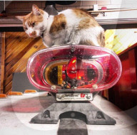 FEATURE - Carlow die Feuerwehrkatze 