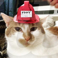 FEATURE - Carlow die Feuerwehrkatze 